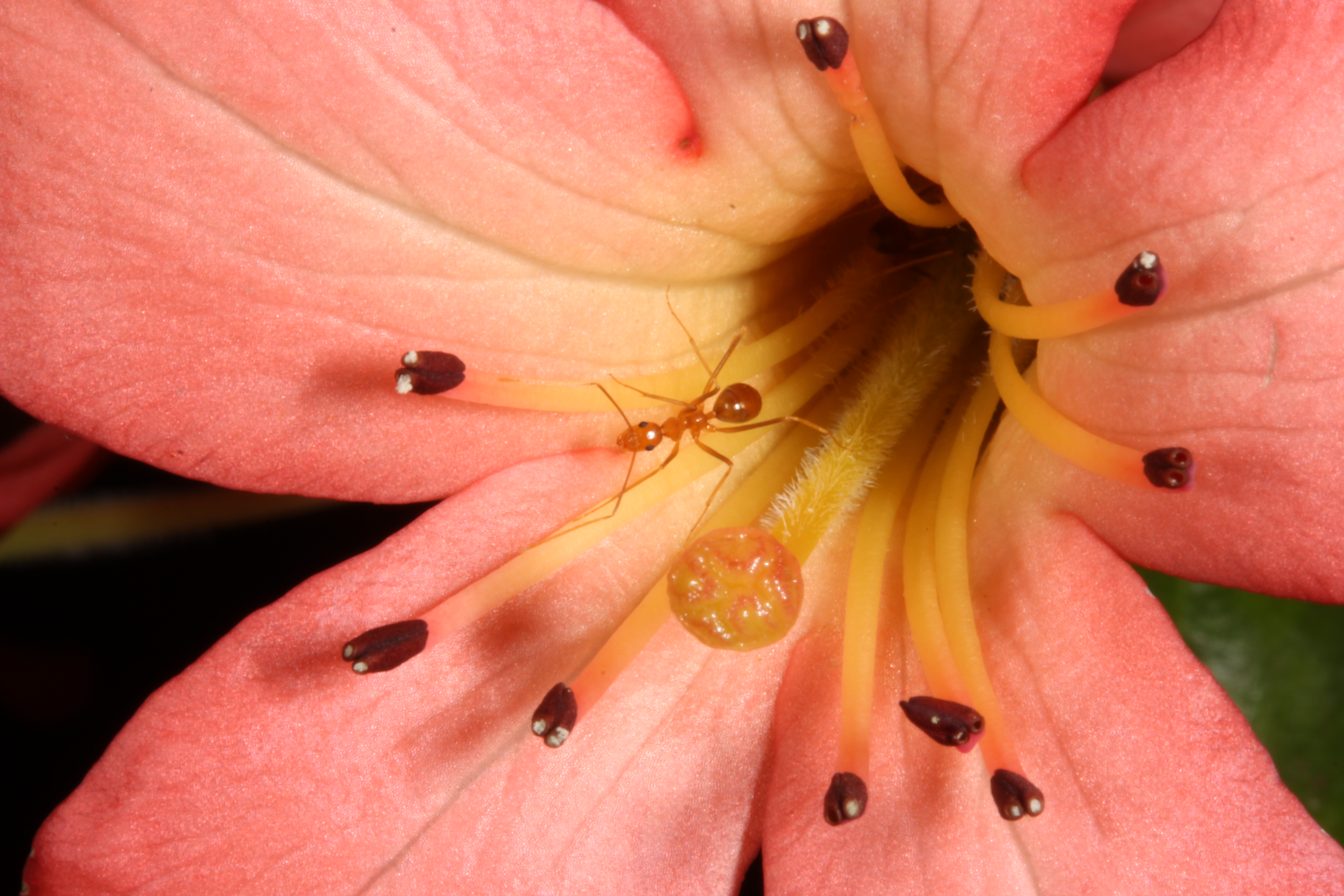 Yellow Crazy Ant (YCA) on flower
Photographer: Conrad Hoskin